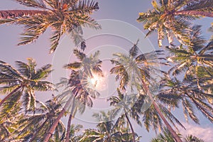 Beautiful tropical pattern with palm trees and blue sky for tropical beach background