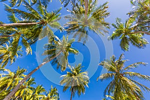 Beautiful tropical pattern with palm trees and blue sky for tropical beach background