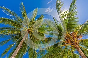 Beautiful tropical pattern with palm trees and blue sky for tropical beach background