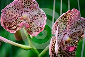 Beautiful tropical pink branch of orchid flower phalaenopsis from family Orchidaceae