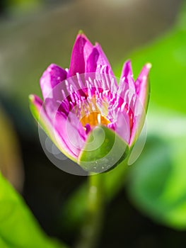 Beautiful tropical pink lotus