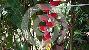 Beautiful tropical plant and flower Heliconia. Heliconia rostrata