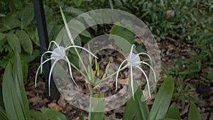 A beautiful tropical plant hymenocallis littoralis, beach spider lily.