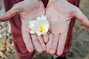 Beautiful tropical plumeria flower laying at human hands