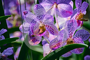 Beautiful tropical purple branch of orchid flower phalaenopsis from family Orchidaceae