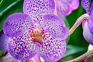 Beautiful tropical purple branch of orchid flower phalaenopsis from family Orchidaceae