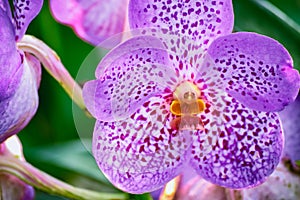 Beautiful tropical purple branch of orchid flower phalaenopsis from family Orchidaceae