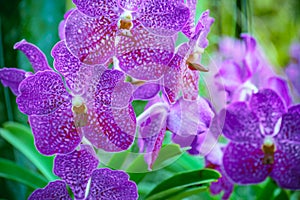 Beautiful tropical purple branch of orchid flower phalaenopsis from family Orchidaceae in garden
