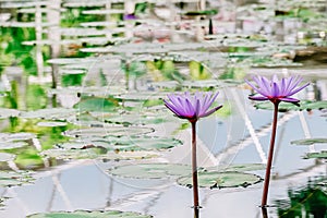 Beautiful tropical purple violet Siam Lotus flower or Water lily blooming among the green leaves and reflect water