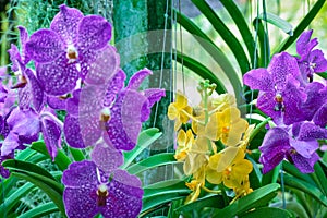 Beautiful tropical purple and yellow branchs of orchid flower phalaenopsis from family Orchidaceae