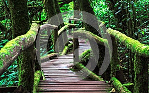 Beautiful tropical rain forest at nature trails Ang Ka Luang Nature Trail at Doi Inthanon National park, Chiangmai, Thailand. photo