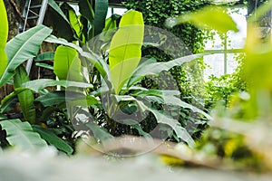 beautiful tropical rainforest greenhouse with various plants and window