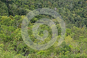 Beautiful tropical rainforest in Kundasang, Sabah, Borneo, East Malaysia.