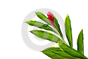 A Beautiful Tropical Red Ginger (Alpinia Purpurata) Flower.