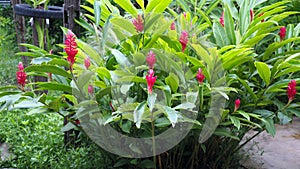 Beautiful tropical red ginger flower ,close up. Alpinia purpurata Vielle. Schum.