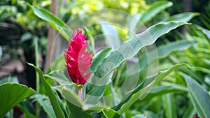 Beautiful tropical red ginger flower ,close up. Alpinia purpurata Vielle. Schum.