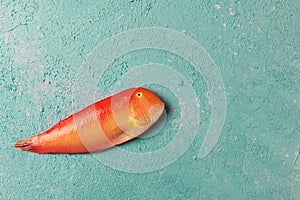 Beautiful tropical red sea fish Pearly razorfish on a turquoise or tiffany color background. Xyrichtys novacula. Fish composition