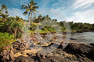 Tropical rocky beach with palm tree in Vietnam