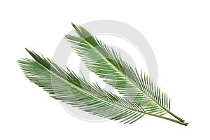Beautiful tropical Sago palm leaves