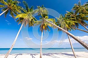 Beautiful tropical sand beach and coconut trees with blue sky