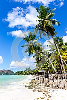 Beautiful tropical sandy beach with lush coconut palm trees, Praslin, Seychelles