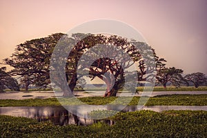 Beautiful tropical scenery of trees in water on lake Tissa Wewa during pink sunset nearby Tissamaharama wetland Sri Lanka