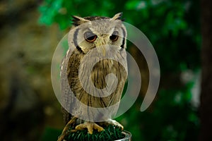 Beautiful tropical screech owl