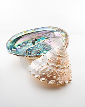 Beautiful tropical sea shells Haliotis discus abalone and pearl