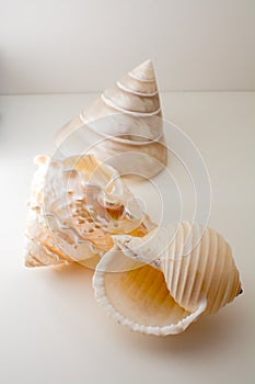 Beautiful tropical sea shells white pearly Trochus Tectus niloticus and Tonna shell isolated, close up