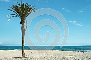 Beautiful Tropical Seascape with Palm Tree and Beach