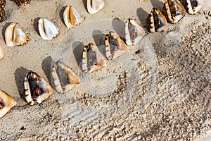 Beautiful tropical shells on the beach in Punta Cana, La Altagracia, Dominican Republic. Close-up.