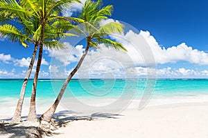 Bellissimo tropicale bianco Spiaggia un noce di cocco Palma alberi 