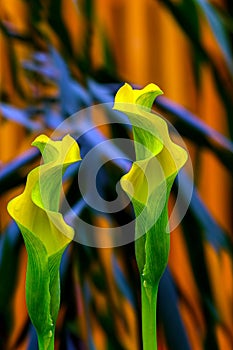 Beautiful tropical yellow calla lillies