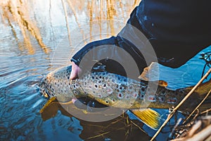 Beautiful trout in angler's hand. Fishing