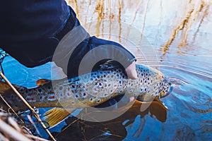 Beautiful trout in angler& x27;s hand. Fishing