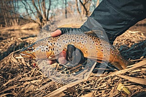 Beautiful trout in the hands of a fisherman