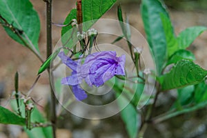 The beautiful trumpet-shaped flowers of Ruellia tuberosa are gracefully growing in the yard