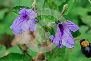 The beautiful trumpet-shaped flowers of Ruellia tuberosa are gracefully growing in the yard