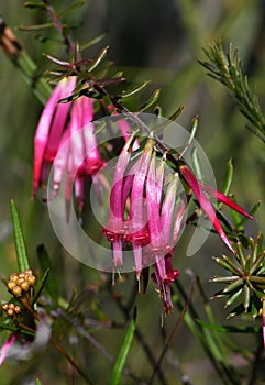 Beautiful tubular flowers of the Australian native Red Five Corners, Styphelia tubiflora, family Ericaceae photo