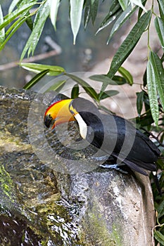 Beautiful tucan drinking water on jungle