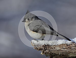 Beautiful tufted titmouse on snowny branch