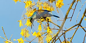 A beautiful Tui bird feeding on the yellow flowers of New Zealand's native Kowhai tree.