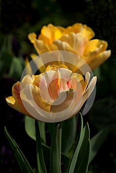 Beautiful tulip-25