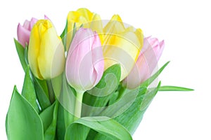 Beautiful tulip bouqet photo
