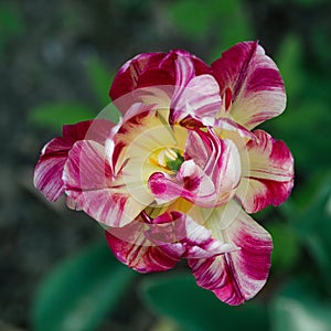 Beautiful Tulip close up, top view. Hybrid Terry Tulip with pink and white petals. Tulip flower on a green natural background