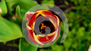 Beautiful tulip close-up. Vignette effect, top view , Amazing Beautiful Blooming Plant in Timelapse. Lovely Romantic and