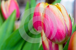 Beautiful tulip closeup