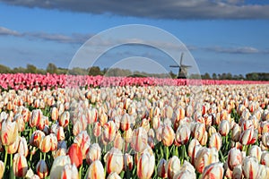 Beautiful tulip field and Dutch windmill