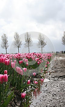 Beautiful tulip field in Holland province Flevoland