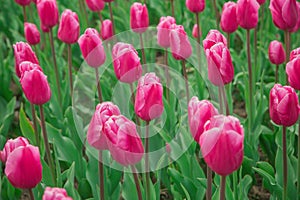 Beautiful tulip field, violet rose tulip flower garden.